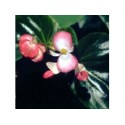 Begonia - Esencia floral de Saint Germain
