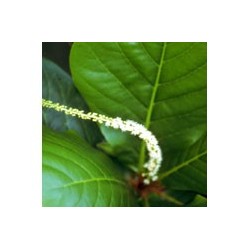 Chapeu de Sol - Esencia floral de Saint Germain