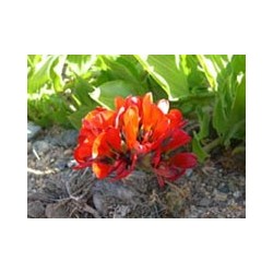 Garra de León - Esencia Floral del Desierto de Chile