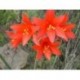 Añañuca Roja - Esencia Floral del Desierto de Chile