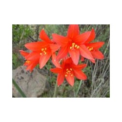 Añañuca Roja - Esencia Floral del Desierto de Chile