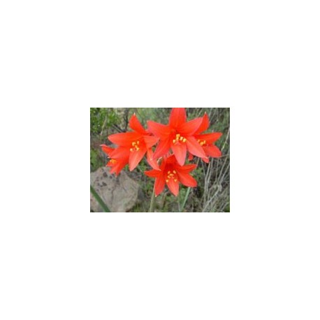 Añañuca Roja - Esencia Floral del Desierto de Chile