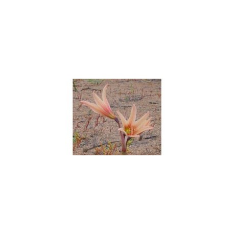Añañuca Rosada - Esencia Floral del Desierto de Chile