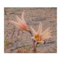 Añañuca Rosada - Esencia Floral del Desierto de Chile