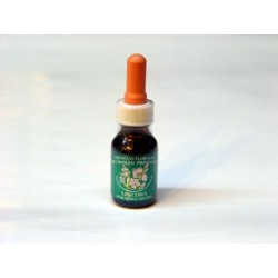 Aliso - Esencia del Bosque profundo de Chile