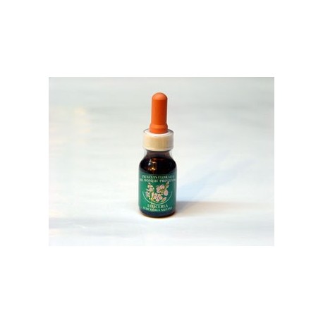 Orquídea Amarilla - Esencia del Bosque profundo de Chile