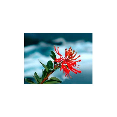 Notro - Esencia del Bosque profundo de Chile