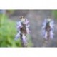 Lavanda de Saint Germain