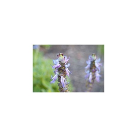 Lavanda de Saint Germain