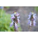 Lavanda de Saint Germain
