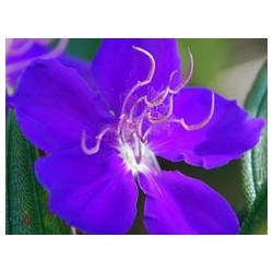 Lisiandra