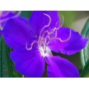 Lisiandra