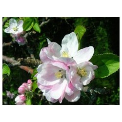 Maçã (Manzana)