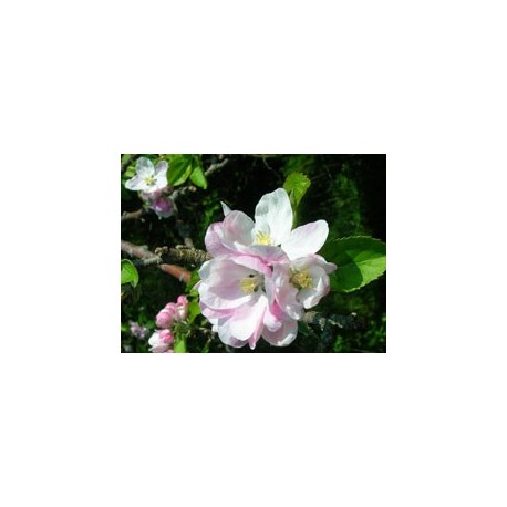 Maçã (Manzana)
