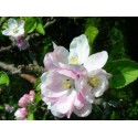 Maçã (Manzana)