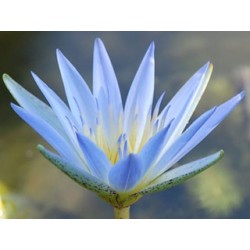 Lotus Azul