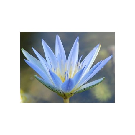 Lotus Azul
