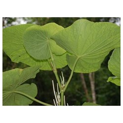 Umbellata