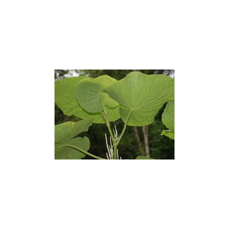 Umbellata