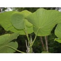 Umbellata